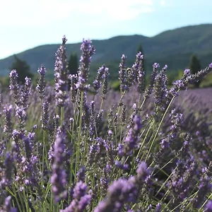 Les Costoliers Hébergement de vacances Châteauneuf-Miravail